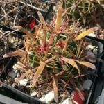 Ferocactus latispinus in terriccio sperimentale