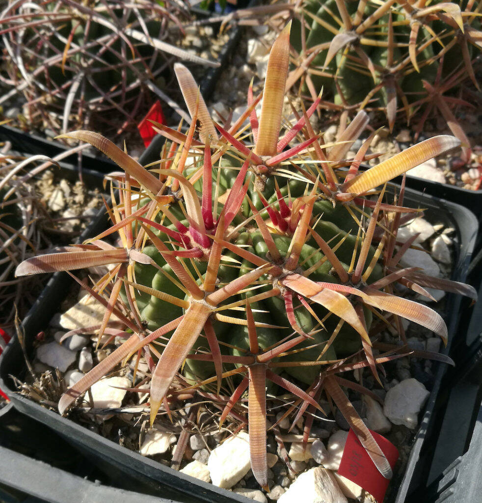 Ferocactus latispinus in terriccio sperimentale