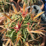 Ferocactus latispinus mia semina wild particolare spine