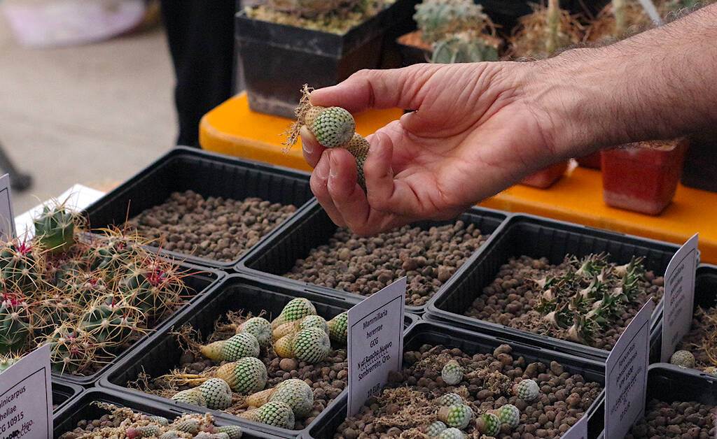 Cosa fare dopo aver comprato un cactus o una pianta grassa: pulizia delle radici e rinvaso