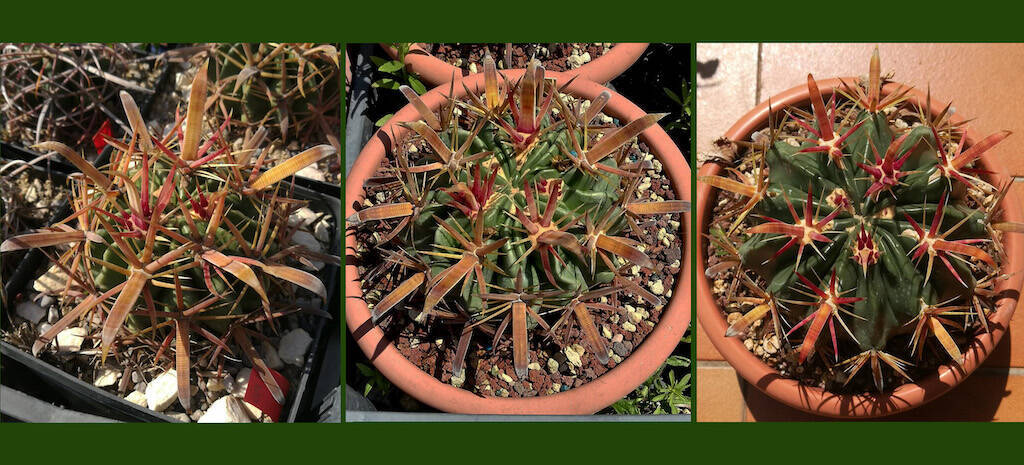 Naturale o “da balcone”? Ecco come cambia un cactus a seconda del tipo di coltivazione