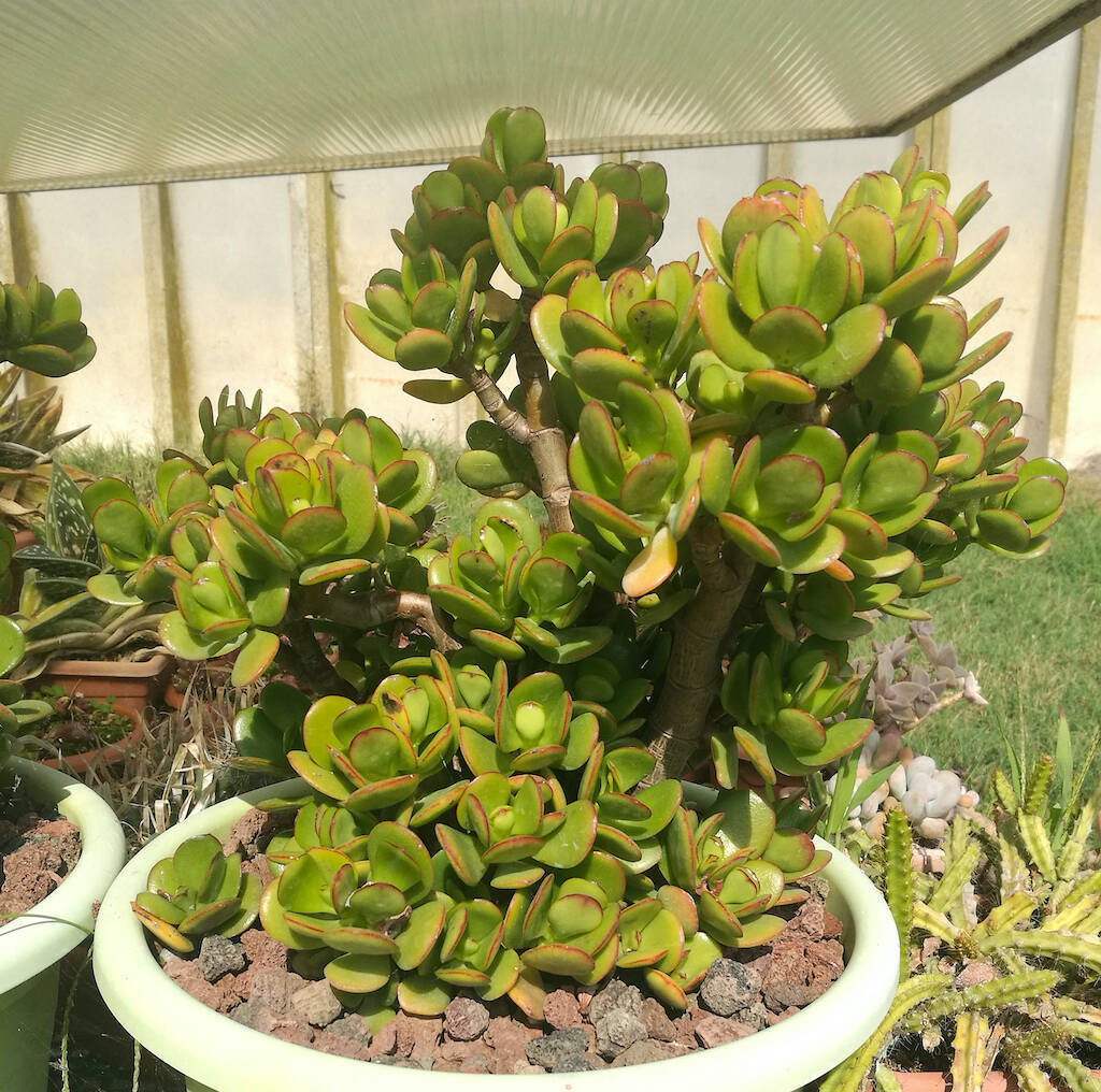 Crassula ovata