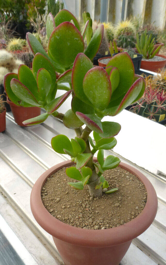 Crassula ovata talea radicata