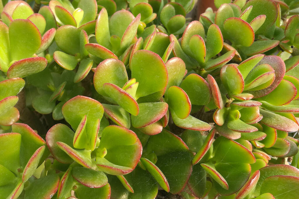 Crassula ovata