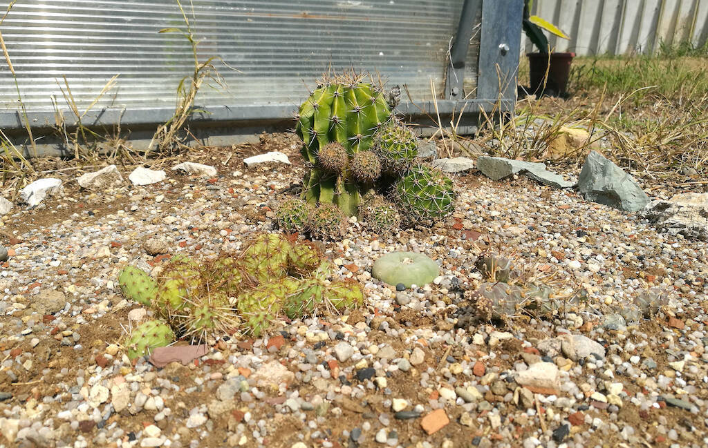 Cactus in piena terra in Pianura Padana, con freddo e pioggia: un esperimento di coltivazione