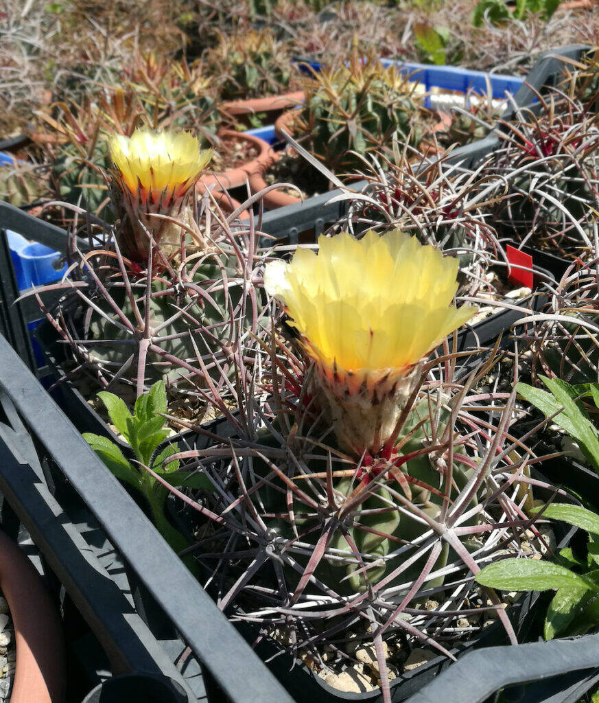 Echinocactus parryi