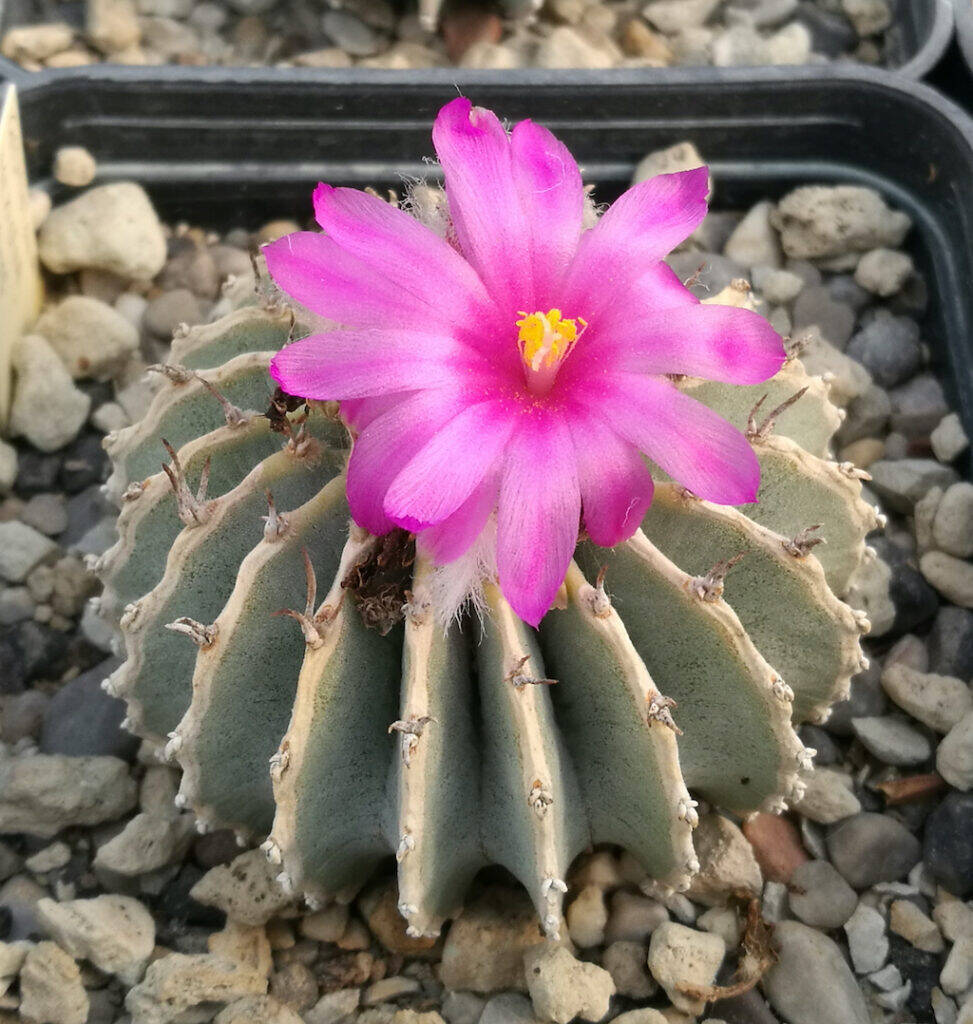 Geohintonia mexicana