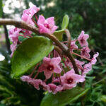 Hoya carnosa