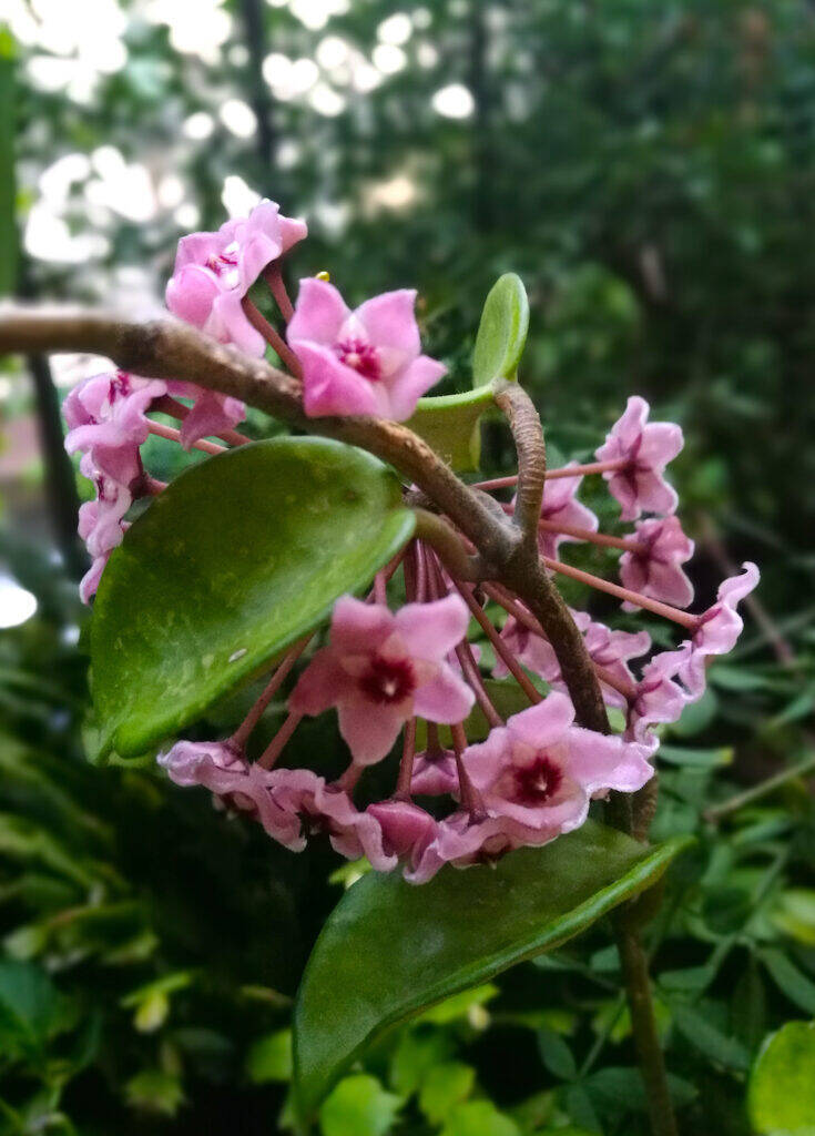 Hoya carnosa