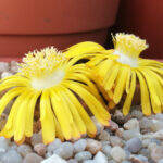 Lithops a fiore giallo
