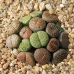 Lithops misti