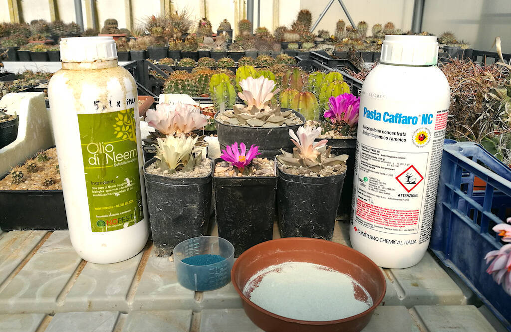 Due prodotti molto utili per tenere in salute cactus e succulente: Olio di Neem e “rameico”