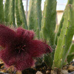 Asclepiadaceae: Stapelia hirsuta