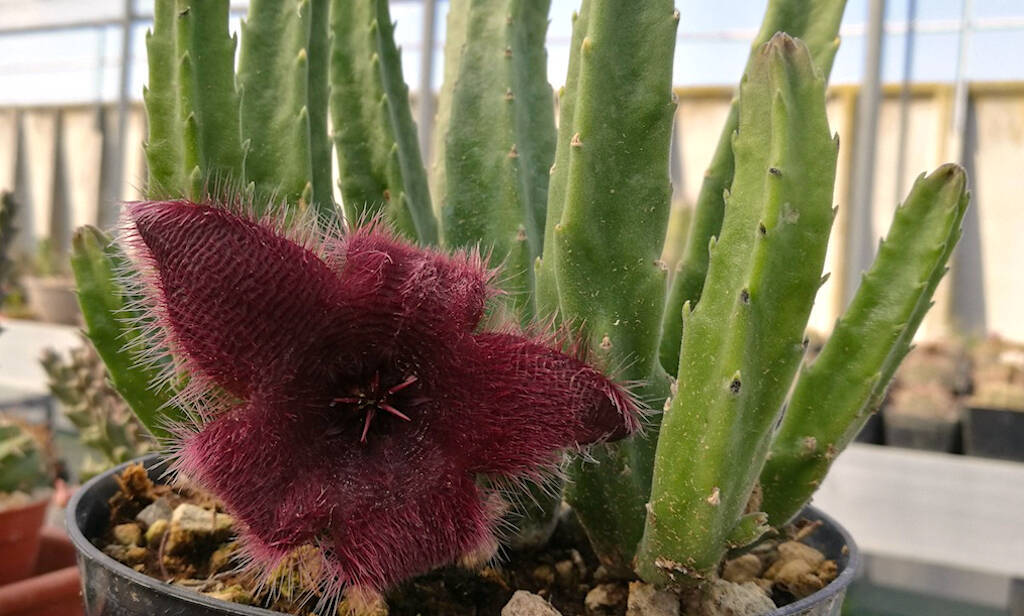 Asclepiadaceae: Stapelia hirsuta