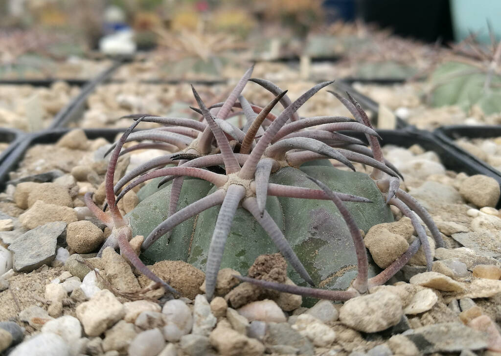 Compatto e grintoso: l’horizonthalonius è il primo a fiorire tra gli Echinocactus