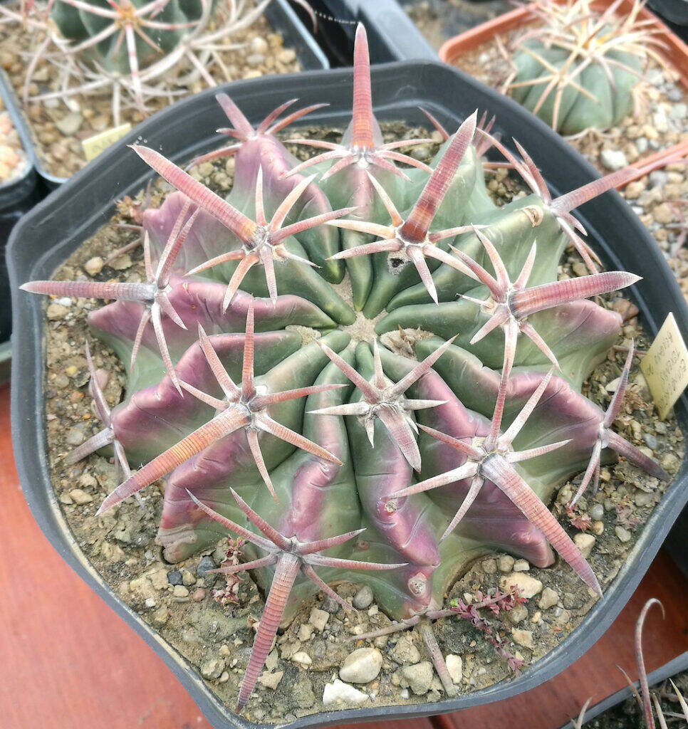 Echinocactus texensis con arrossamento da freddo