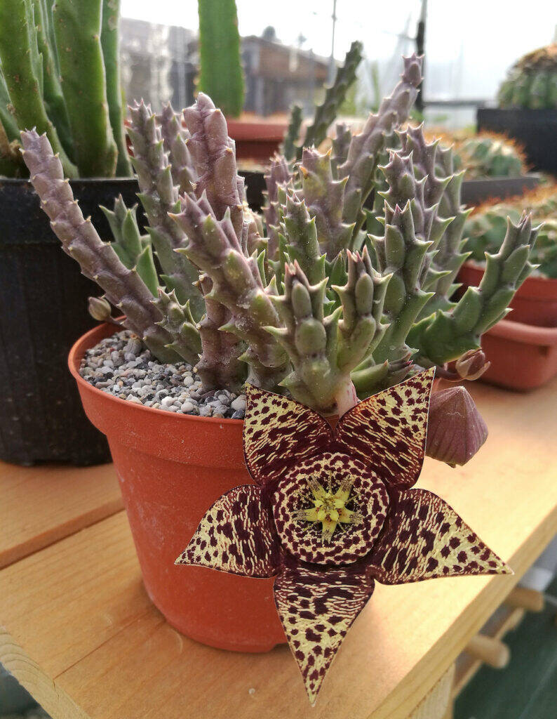 Orbea variegata