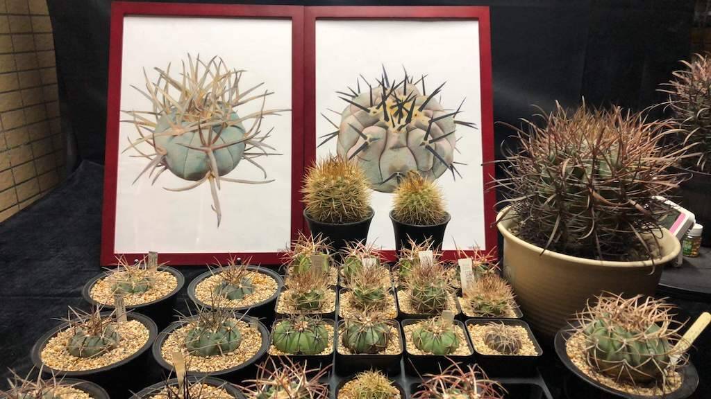 Arte e Natura: un connubio al quale non sfuggono i cactus, soprattutto… in Cina!