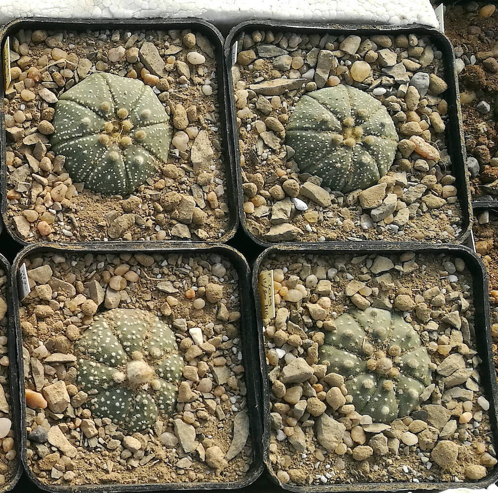 Astrophytum asterias mie semine rinvasate