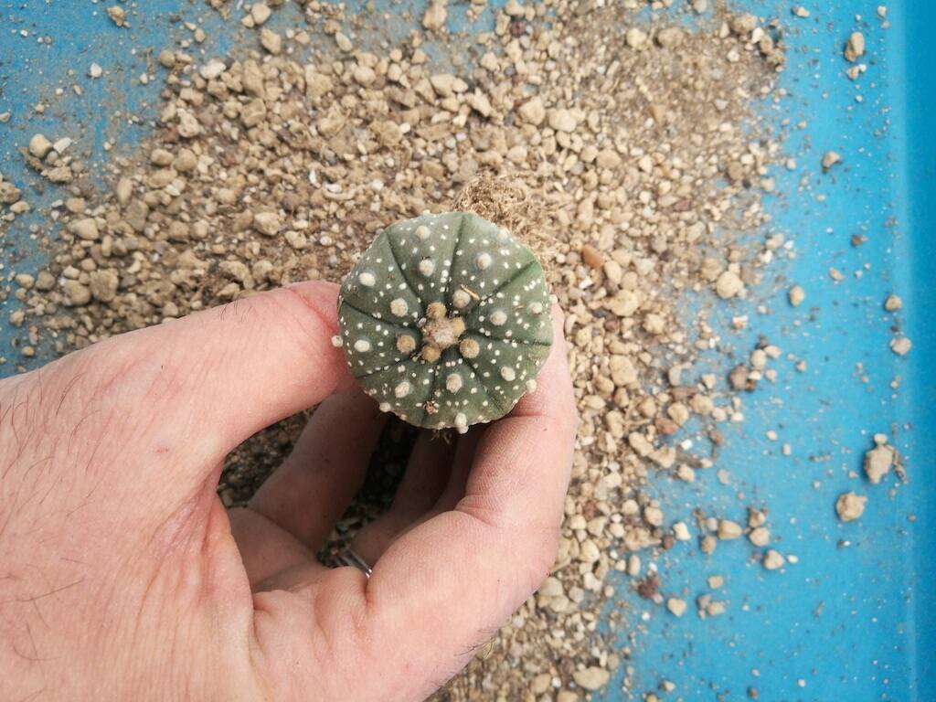 Astrophytum asterias mie semine svasate