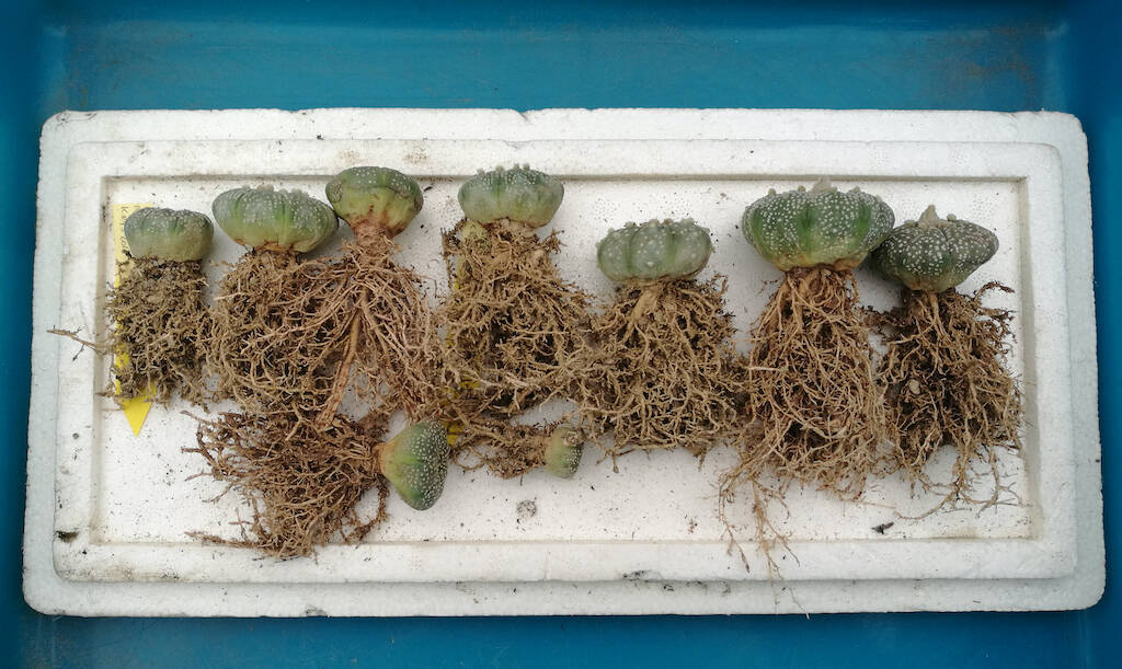 Astrophytum asterias mie semine svasate in fila
