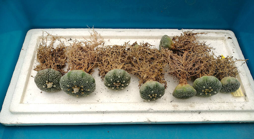 Astrophytum asterias mie semine svasate in fila