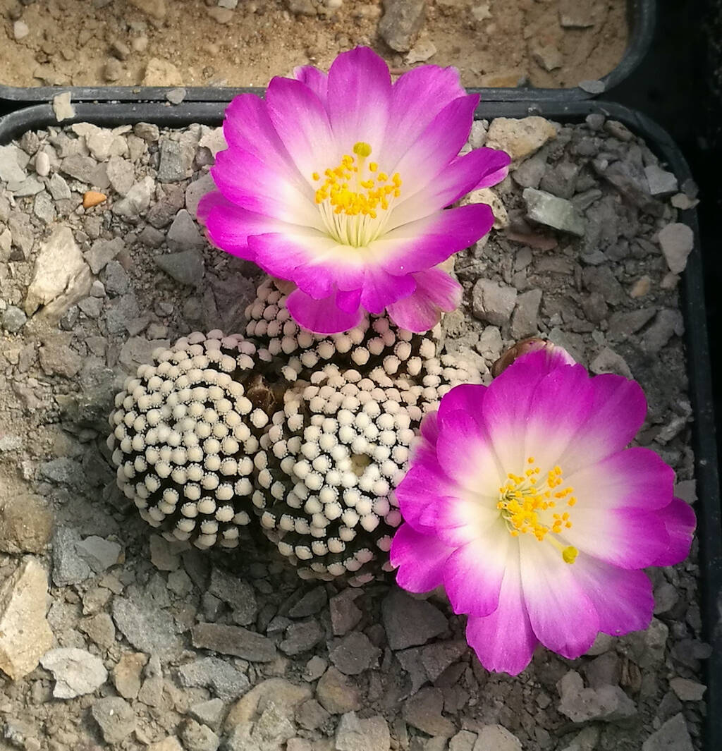 Mammillaria luethyi