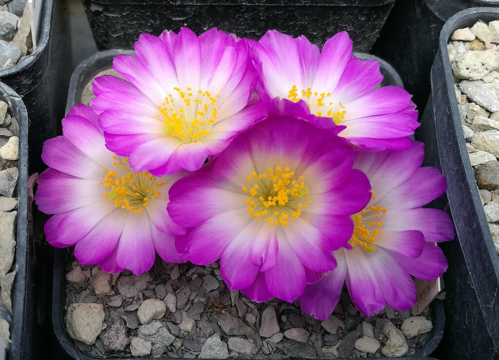 Mammillaria luethyi, the incredible story of its discovery in the Fifties and tips for growing it