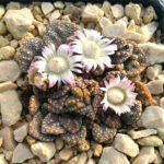 Titanopsis calcarea