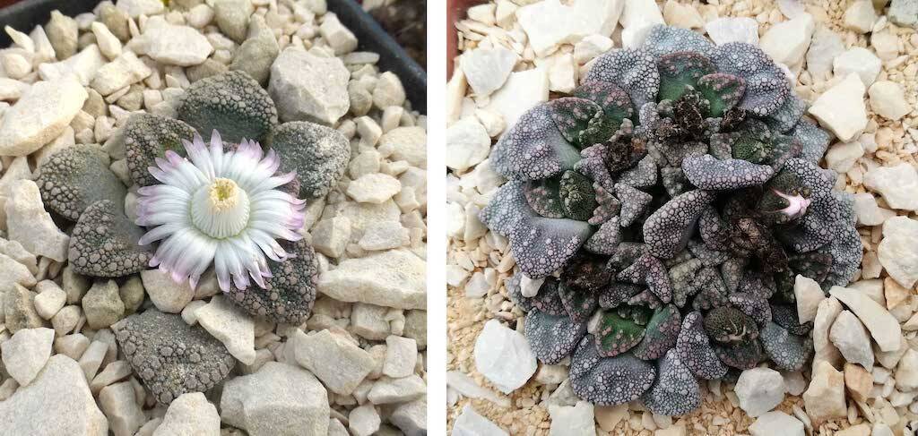 Titanopsis calcarea, a winter flowering succulent with particular cultivation rules
