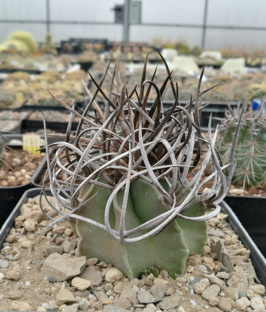 Astrophytum capricorne esemplare selezionato