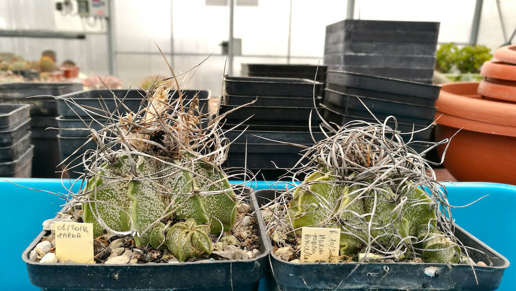 Astrophytum capricorne mie semine con semenzali spontanei