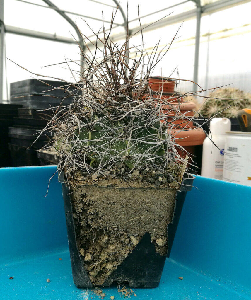 Astrophytum capricorne vaso rotto