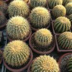 Echinocactus grusonii in ciotole