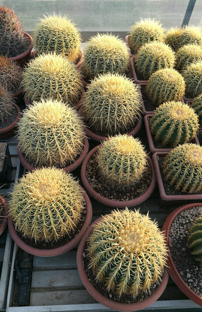 Echinocactus grusonii in ciotole