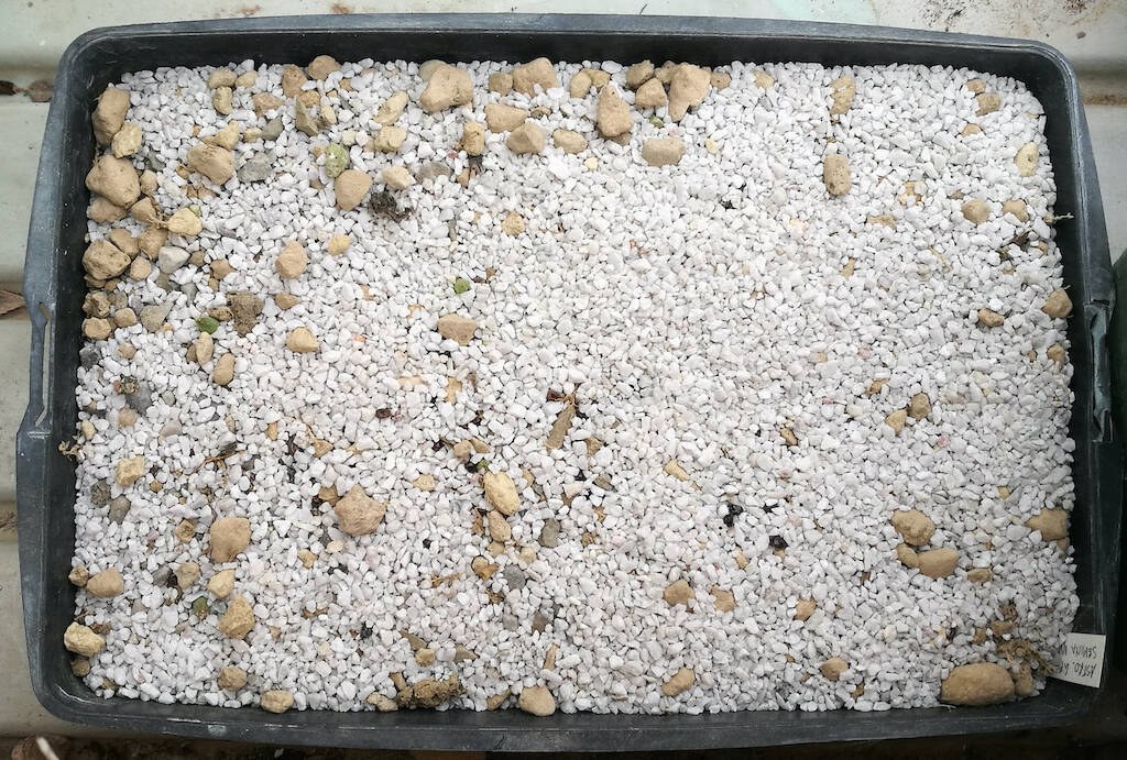 Semina di Astrophytum capricorne fuori stagione
