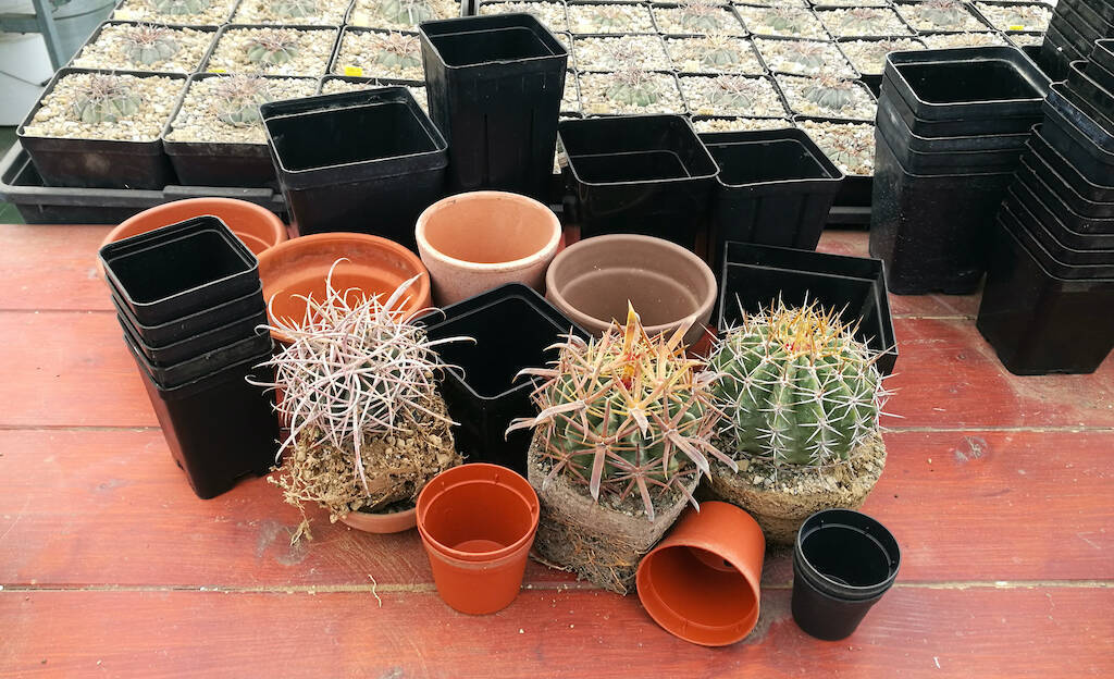 Plastica, terracotta, quadrati o tondi? Come scegliere i vasi per i cactus e le succulente