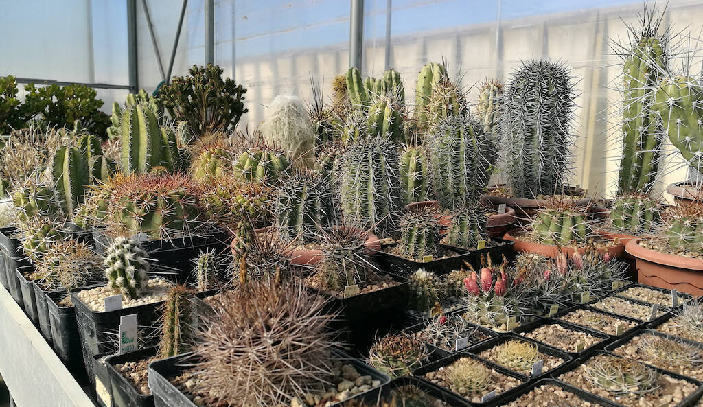 Preparare cactus e piante grasse alla primavera: esposizione, concimazione, ecco cosa fare