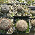 Pediocactus in inverno