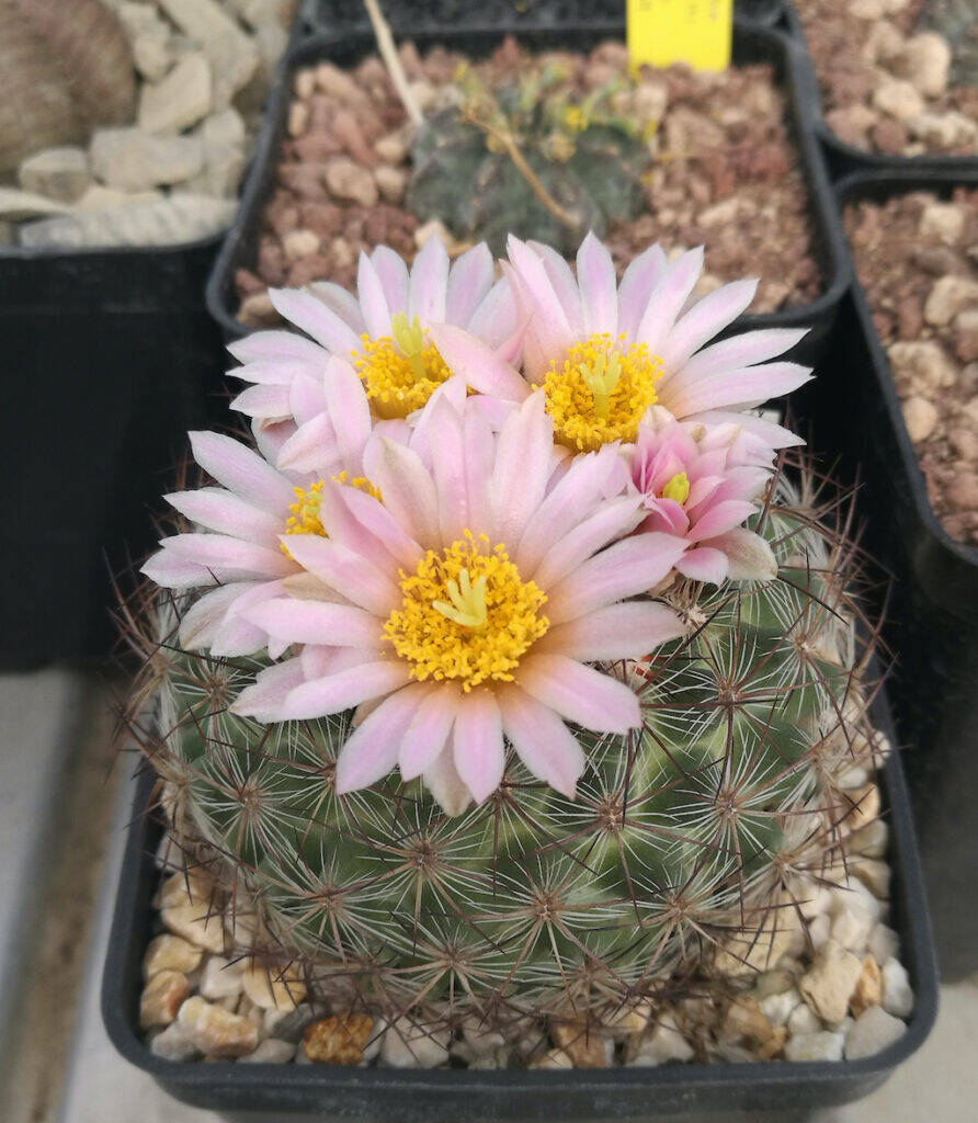 Pediocactus simpsonii