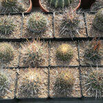 Stenocactus a fine inverno