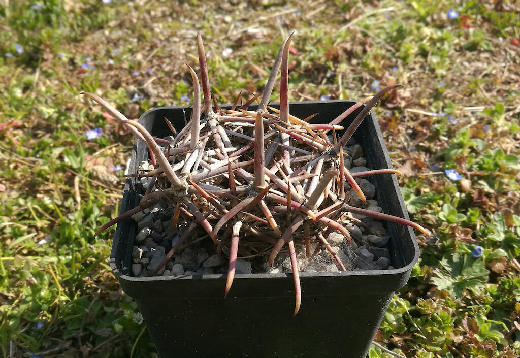 Cacti and diseases: stop anxiety, sometimes we can’t help but let Nature take its course