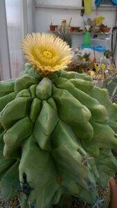 Ferocactus horridus var. brevispinus  (mostruosus).jpg