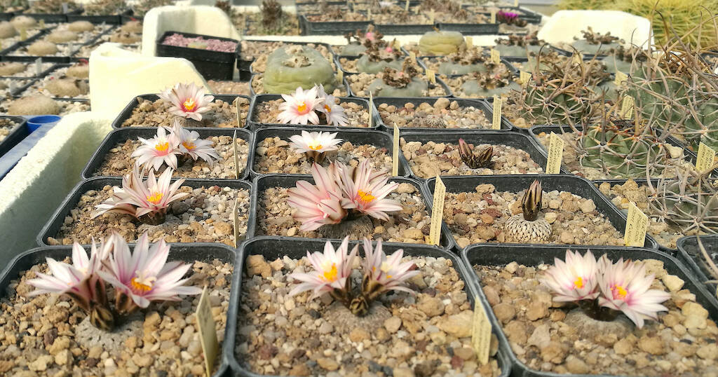 Cactus e succulente, con la primavera comincia la festa di colori delle prime fioriture