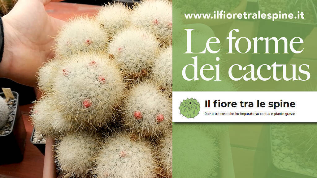 Globosa, colonnare, accestita, ricadente: tutte le forme che i cactus possono assumere