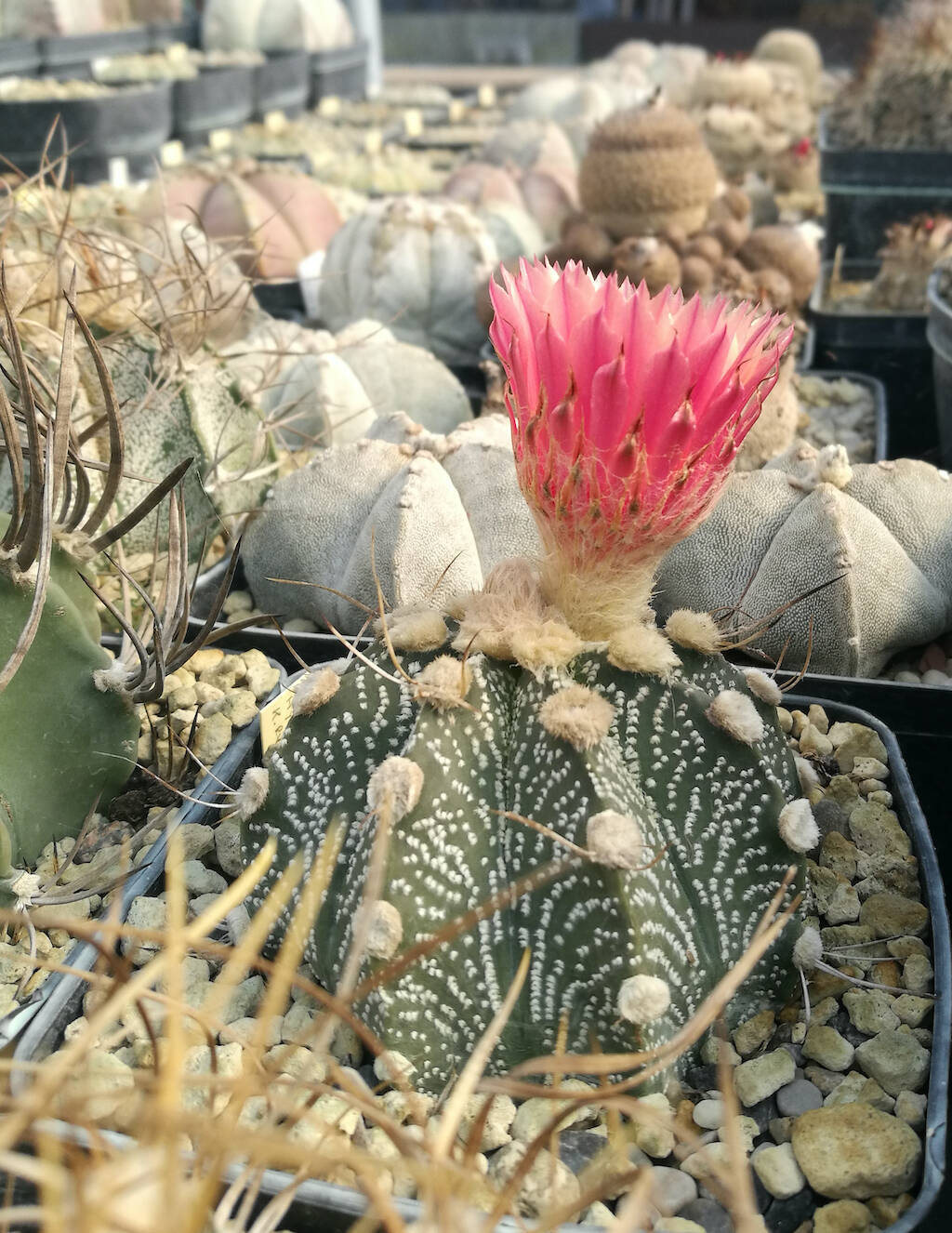 Astrophytum ibrido fiore rosso