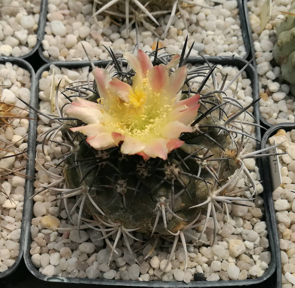 Copiapoa