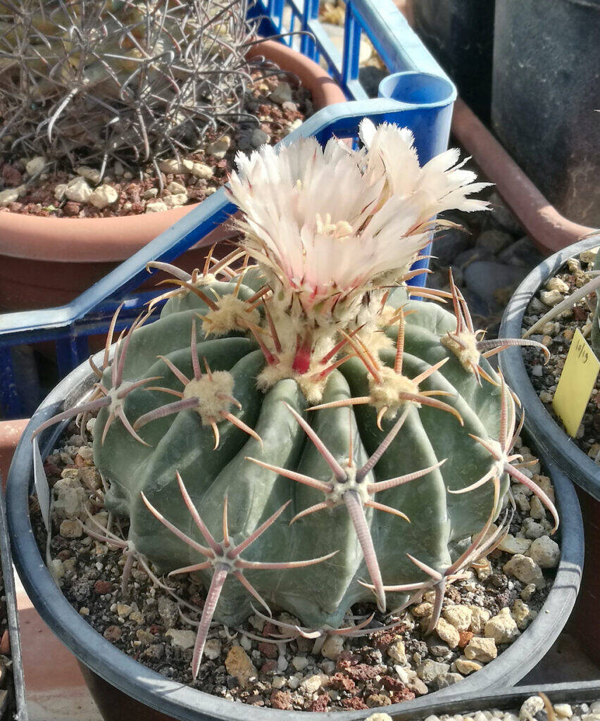 Echinocactus texensis