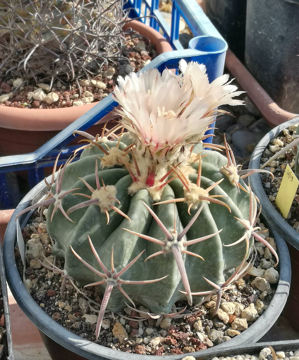 Echinocactus texensis