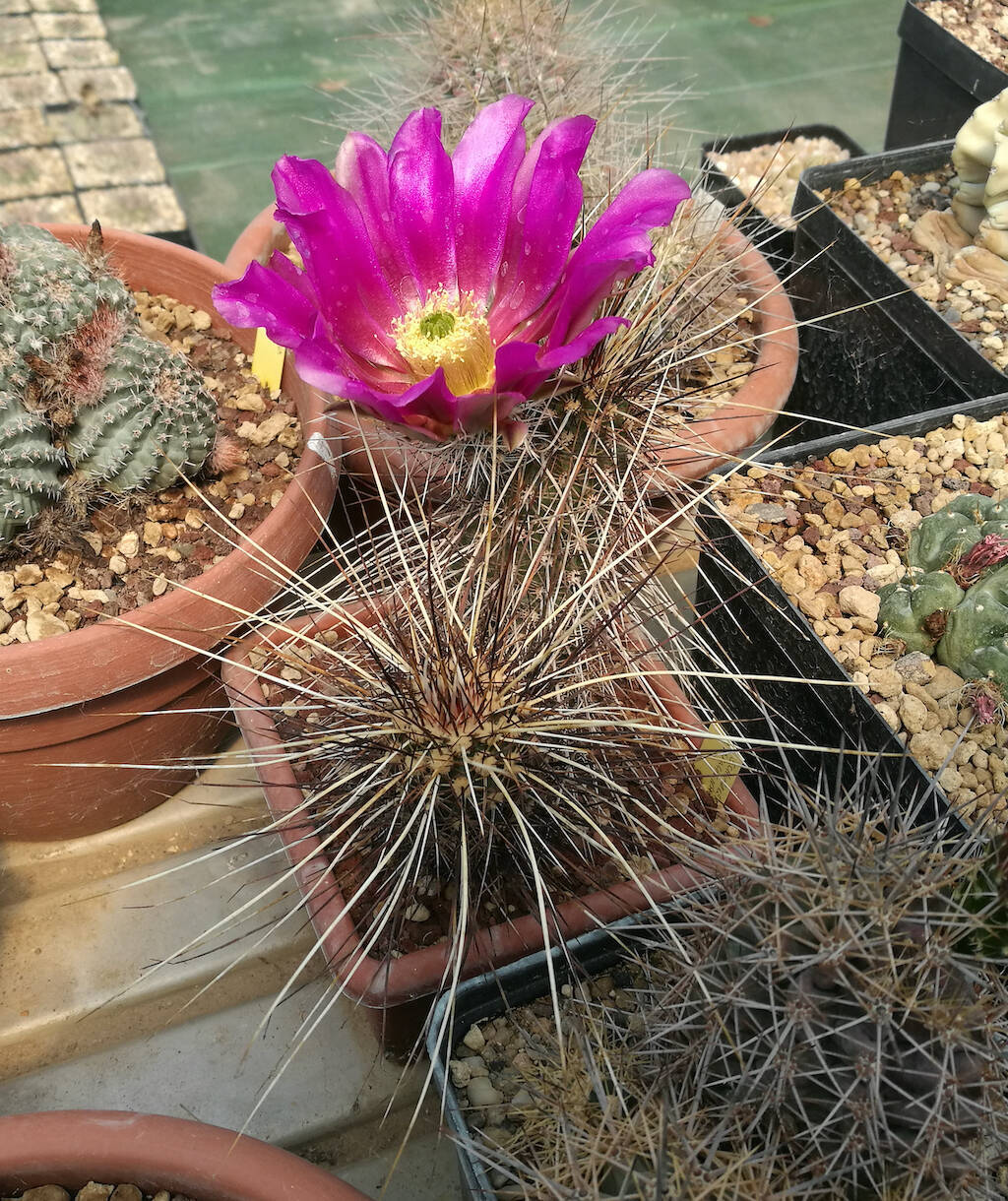 Echinocereus apachensis